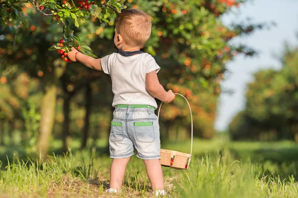 Ragazzo raccolta ciliegia — Foto Stock