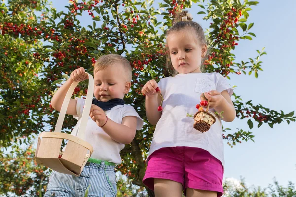 Crianças pegando cereja — Fotografia de Stock