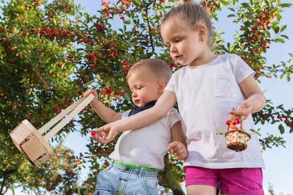 Kinder pflücken Kirschen — Stockfoto