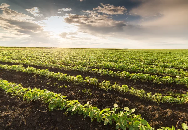 Filas de campo de soja — Foto de Stock