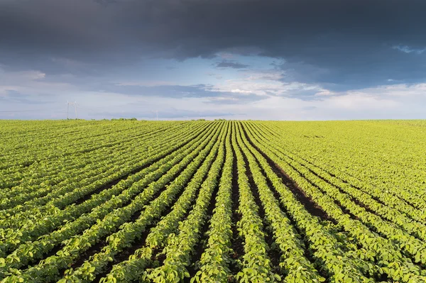 Filas de campo de soja — Foto de Stock