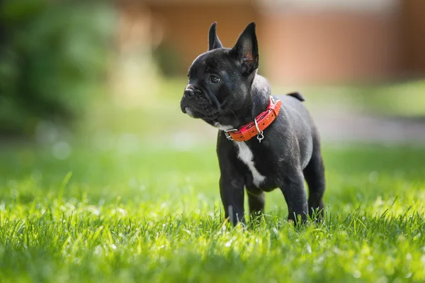 Cachorrinho de bulldog francês — Fotografia de Stock