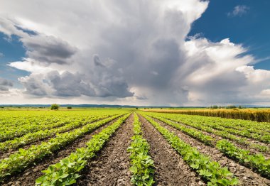 soya alan satırları 