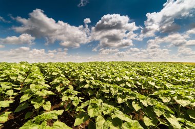 Genç ayçiçeği bitkiler