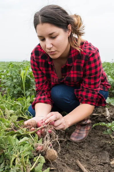 Girl is picking potato — Stock Photo, Image