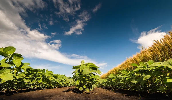 Field of soybean — Stock Photo, Image