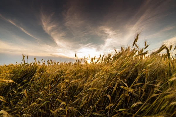 Campo de trigo — Foto de Stock