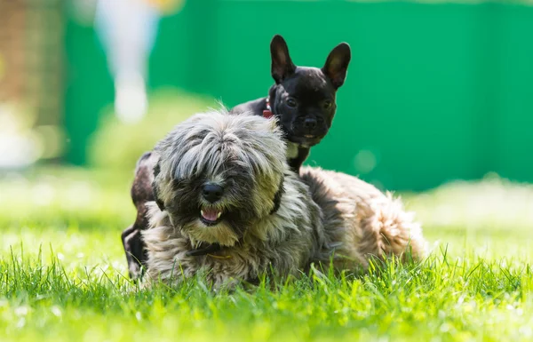 Buldog francuski i terier tybetański — Zdjęcie stockowe