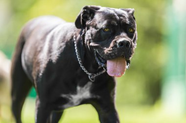 Cane corso köpek güneşin