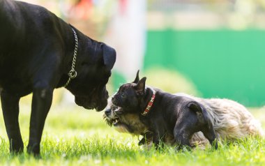 Cane Corso, Tibet terrier ve Fransız buldozer