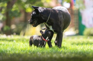 Cane corso ve Fransız buldozer