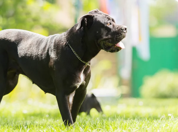 Cane corso pes na slunci — Stock fotografie