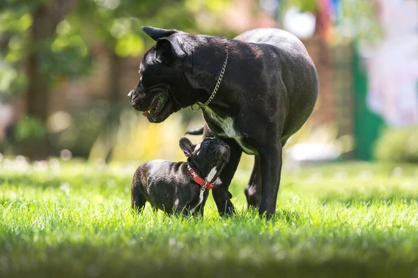 Cane Corso e Bulldog francese — Foto Stock