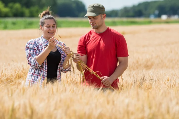 Agricoltori in campi di grano — Foto Stock