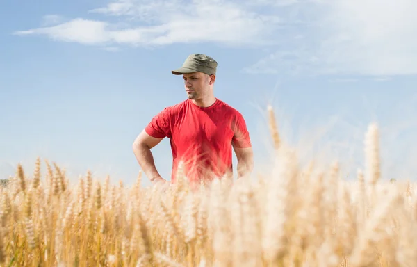小麦畑の農家 — ストック写真