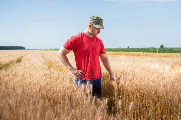 Granjero en un campo de trigo —  Fotos de Stock