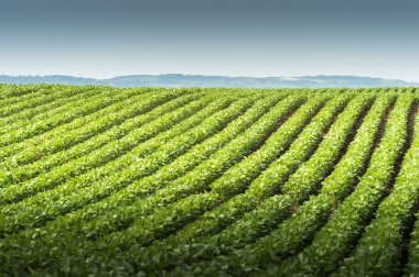 soya alan satırları 