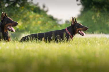 iki siyah Doberman