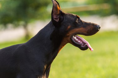 siyah doberman köpek