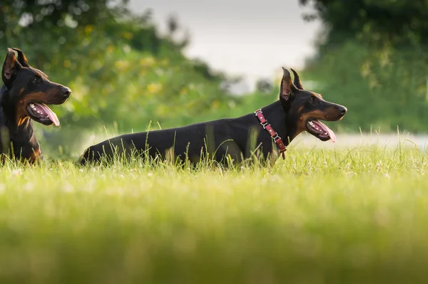 Dois dobermans pretos — Fotografia de Stock