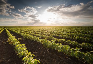 Soya alan ben satırları