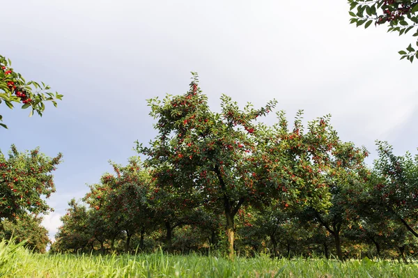Ripening cherries on orchard tree — Stock Photo, Image