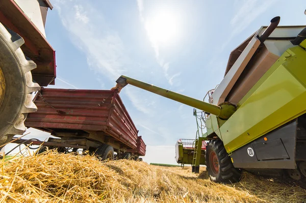 Hälla sojabönor i traktor släpvagn — Stockfoto