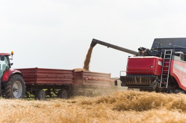 buğday hasat birleştirmek 