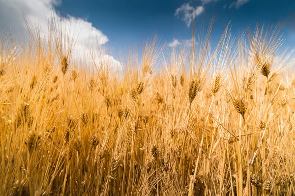 Ripe wheat at sunset — Stock Photo, Image