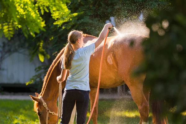 Horse enjoying the shower outdoor — Stockfoto