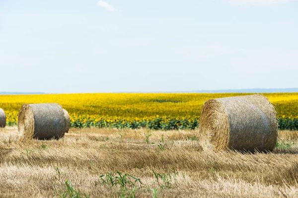 Урожай поля с тюками соломы — стоковое фото