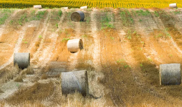 Abgeerntetes Feld mit Strohballen — Stockfoto