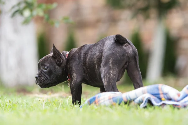 Parktaki buldog köpeği. — Stok fotoğraf