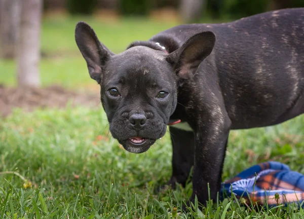 ลูกหมาบูลด็อกฝรั่งเศสในสวนสาธารณะ — ภาพถ่ายสต็อก