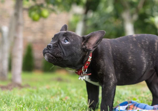 Catelus buldog francez în parc — Fotografie, imagine de stoc