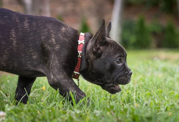 French bulldog puppy in the park — Stock Photo, Image