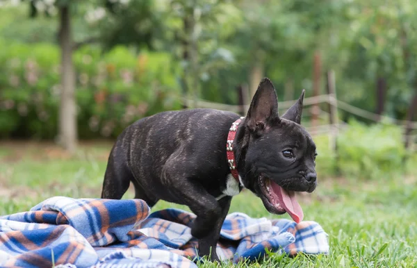 Французский бульдог щенок в парке — стоковое фото