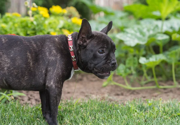 Catelus buldog francez în parc — Fotografie, imagine de stoc