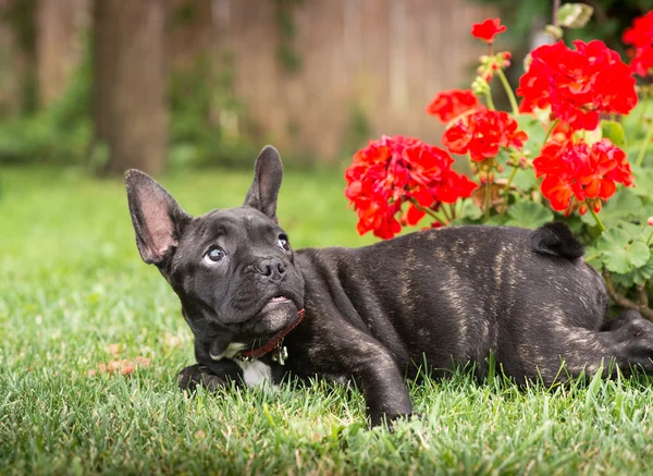 French bulldog puppy in the park — Stock Photo, Image
