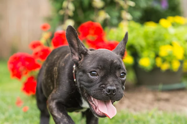 Catelus buldog francez în parc — Fotografie, imagine de stoc