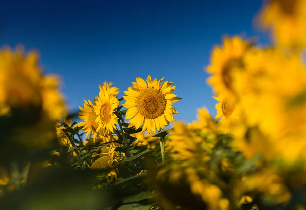 Solros på fältet — Stockfoto