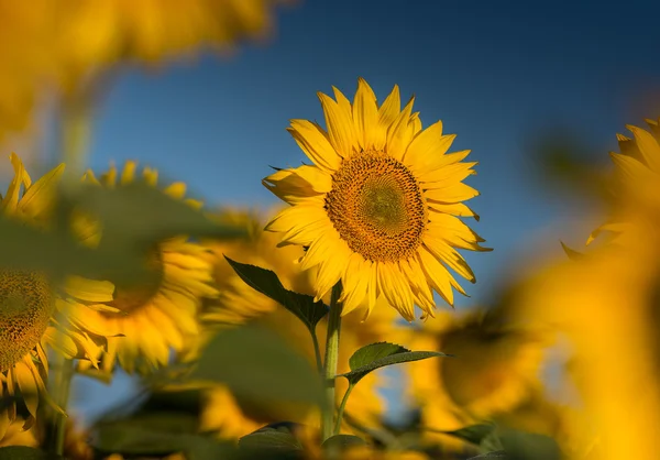 Zonnebloem in het veld — Stockfoto