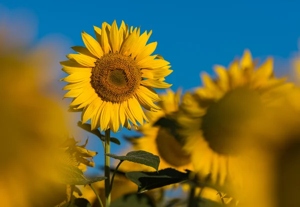 Solros på fältet — Stockfoto