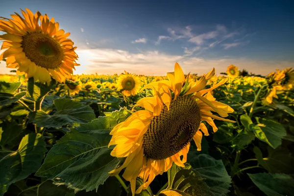 Girasol en el campo — Foto de Stock