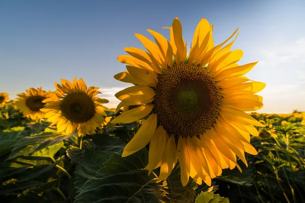 Solros på fältet — Stockfoto