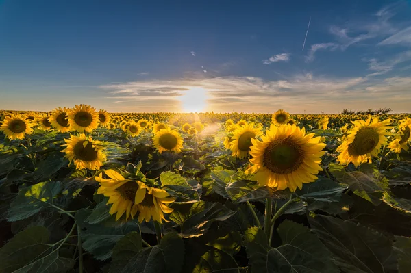 Girasole nel campo — Foto Stock