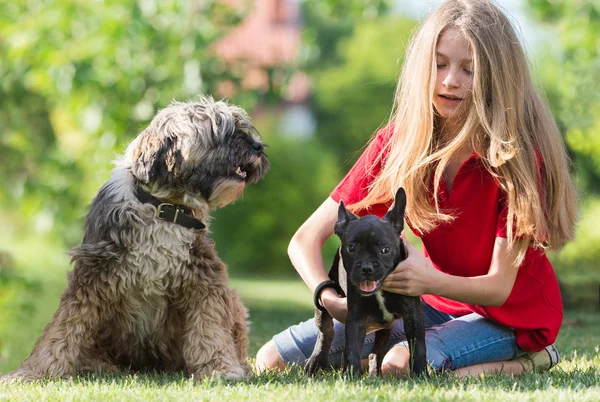 Dziewczyna z Buldog francuski i Terier tybetański — Zdjęcie stockowe