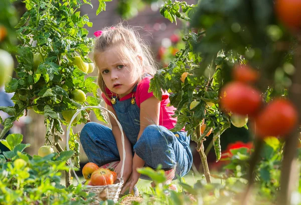 Lttle flicka samla gröda tomater i trädgården — Stockfoto