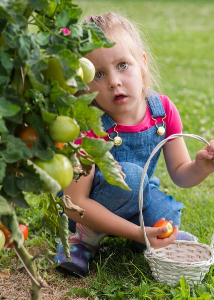 Lttle flicka samla gröda tomater i trädgården — Stockfoto