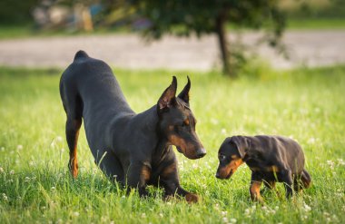 İki siyah dobermans çimenlerin üzerinde